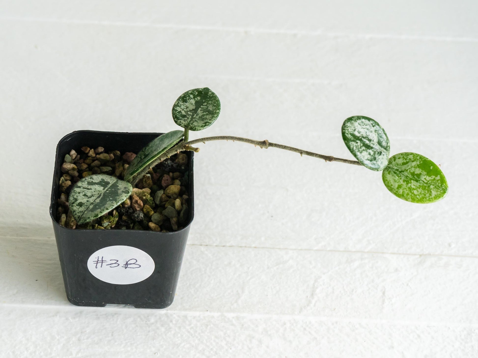 Hoya 'Mathilde' (Splash) | 2-Inch