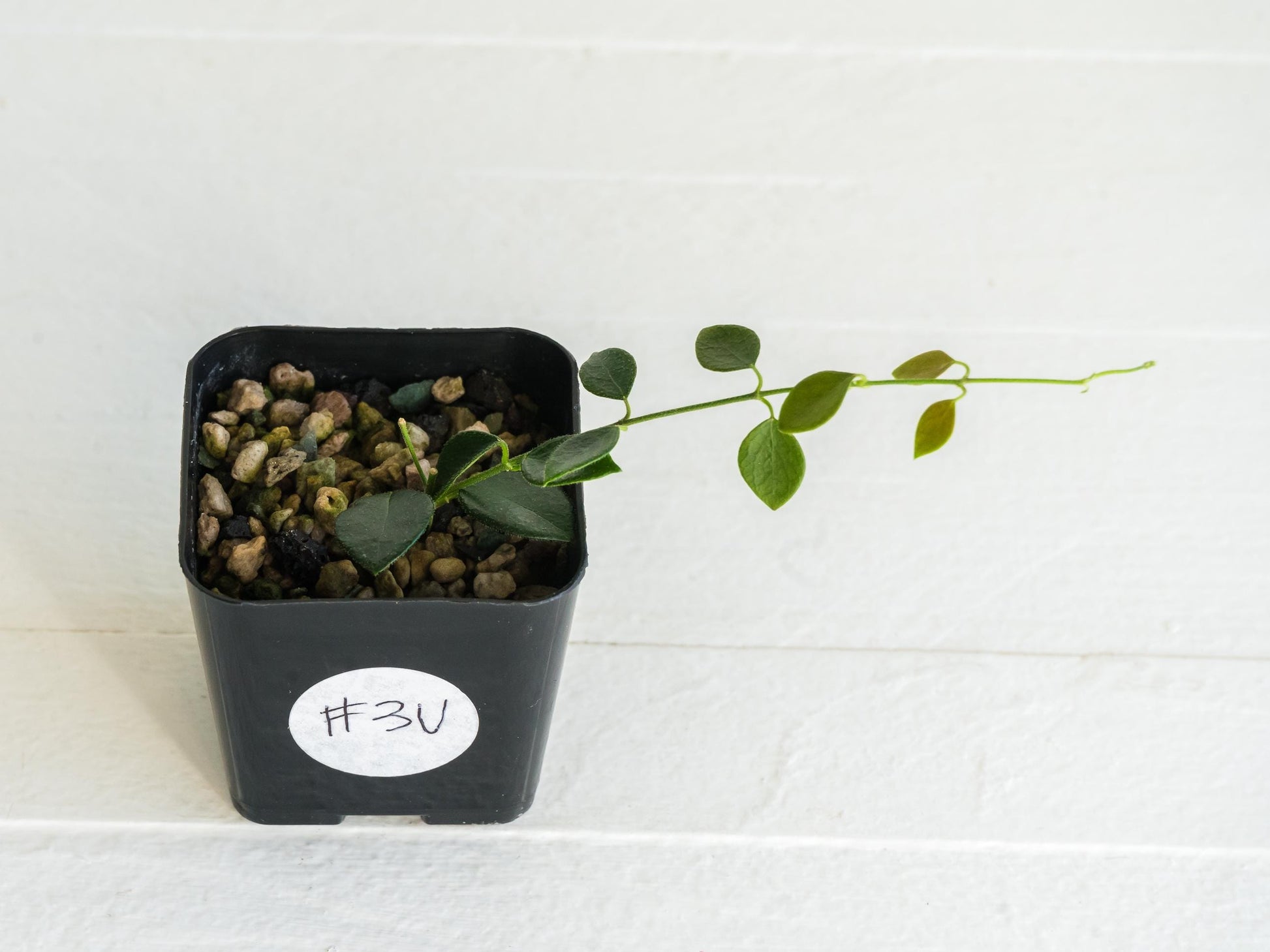 Hoya papua (PNG IM-08) | 2-Inch