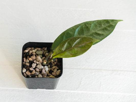 Hoya Lai Chau (Silver) | 2-Inch