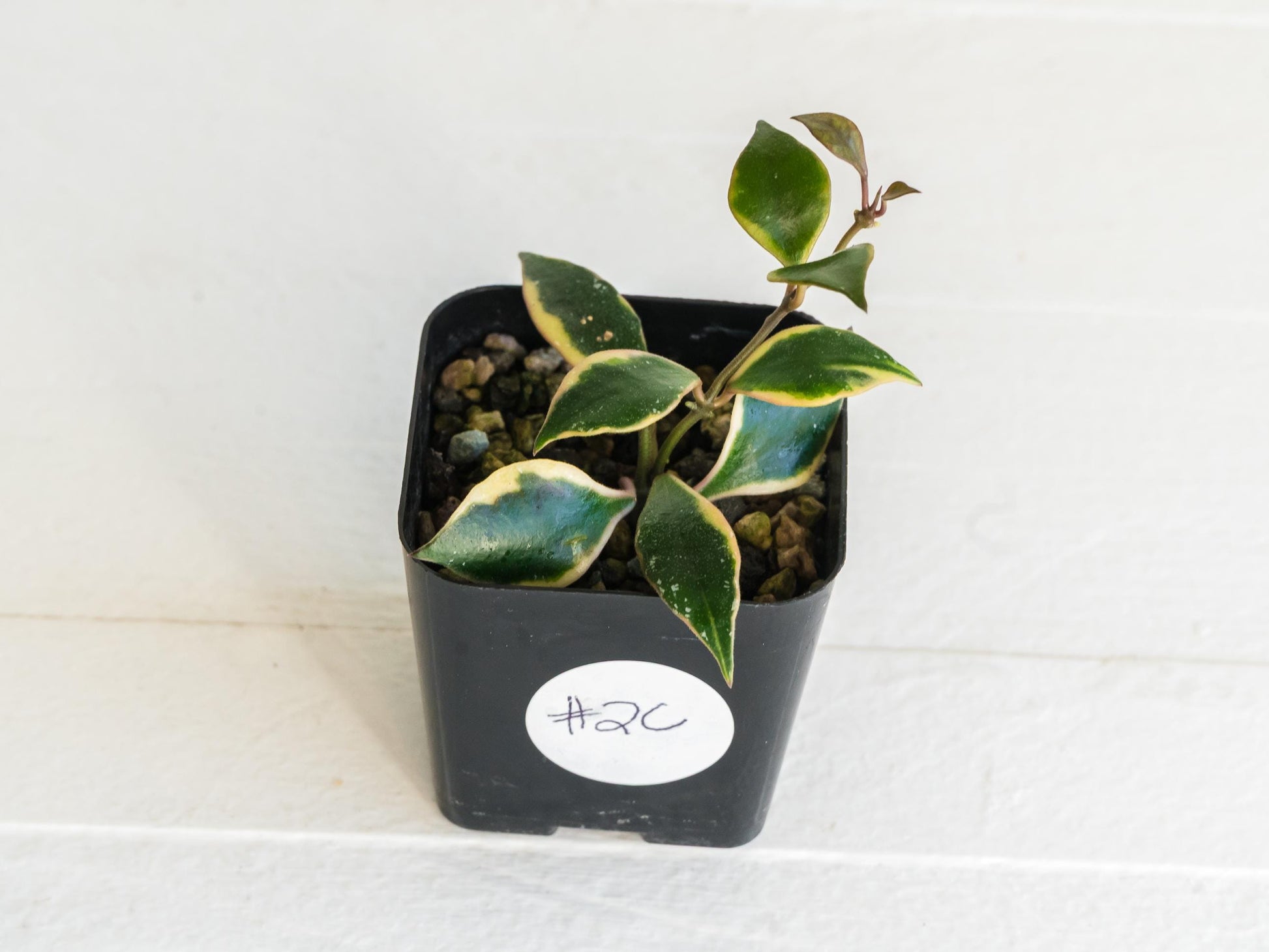 Hoya bakoensis (Outer Variegated - Albo) | 2-Inch