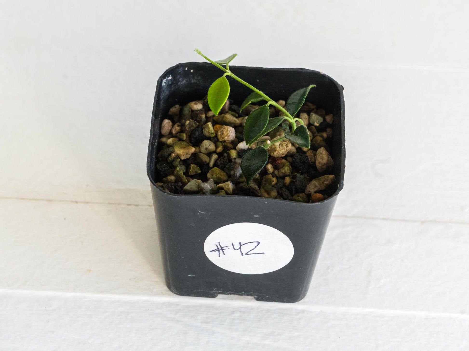 Hoya papua (PNG IM-08) | 2-Inch