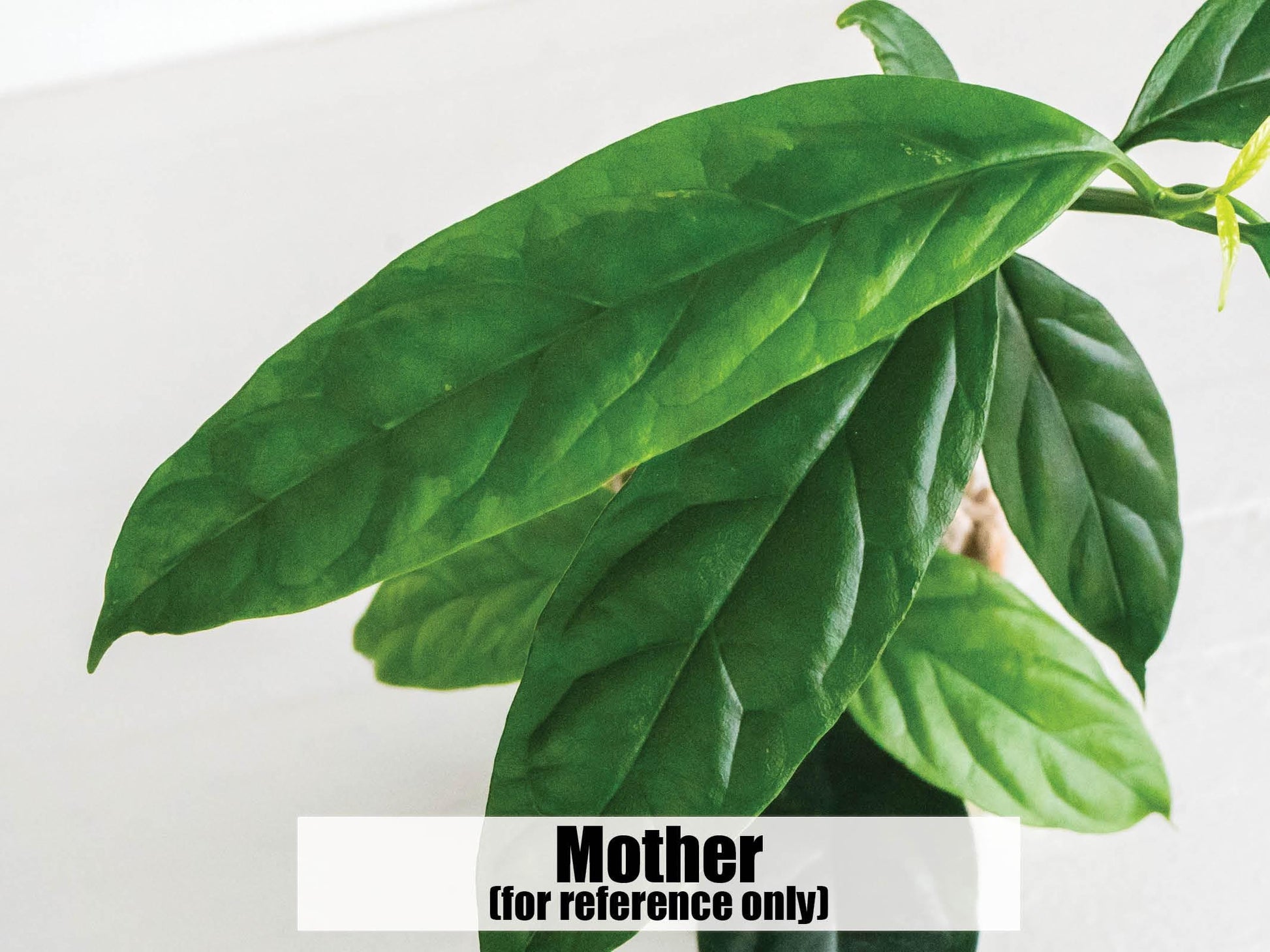 Hoya decipulae (Outer Variegated/Albo) | 2-Inch