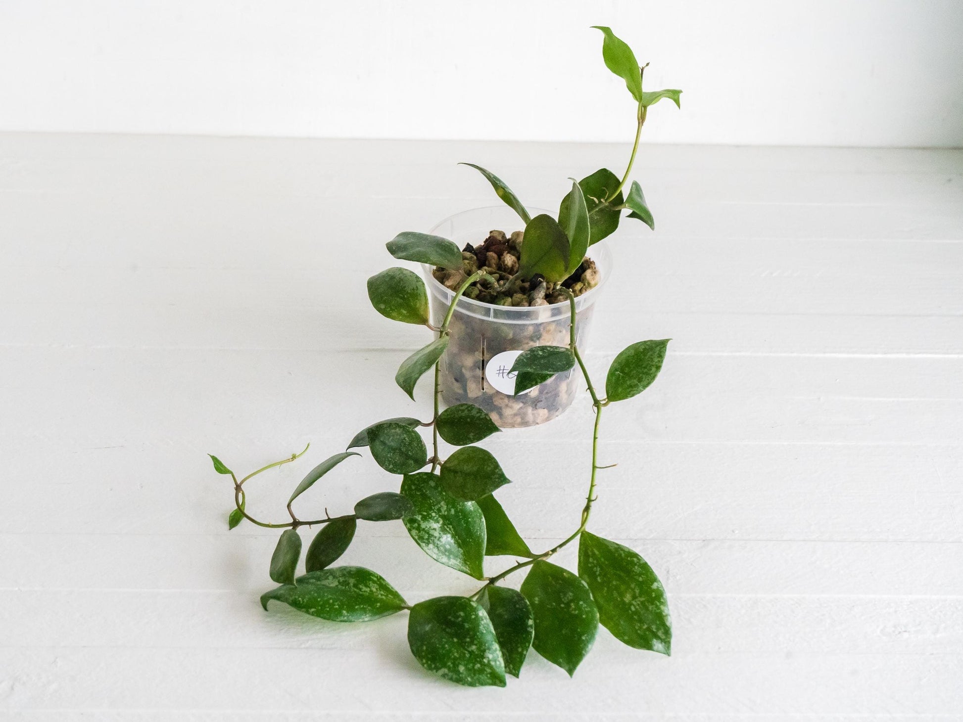 Hoya walliniana (Splash) | 3-Inch