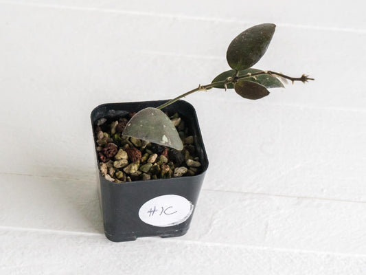 Hoya sabah 'Dragonfly' (EPC-960) | 2-Inch