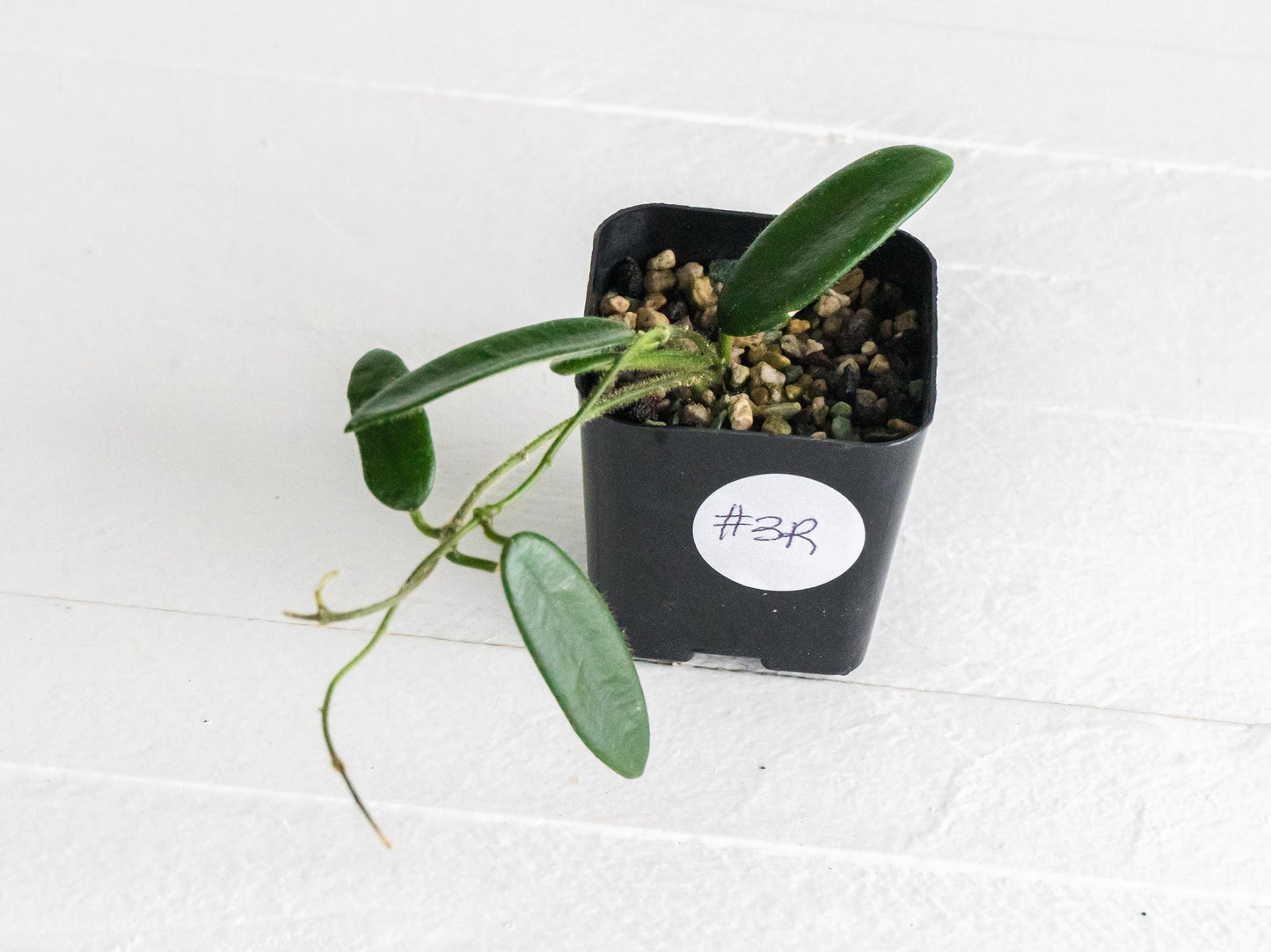 Hoya lyi | 2-Inch