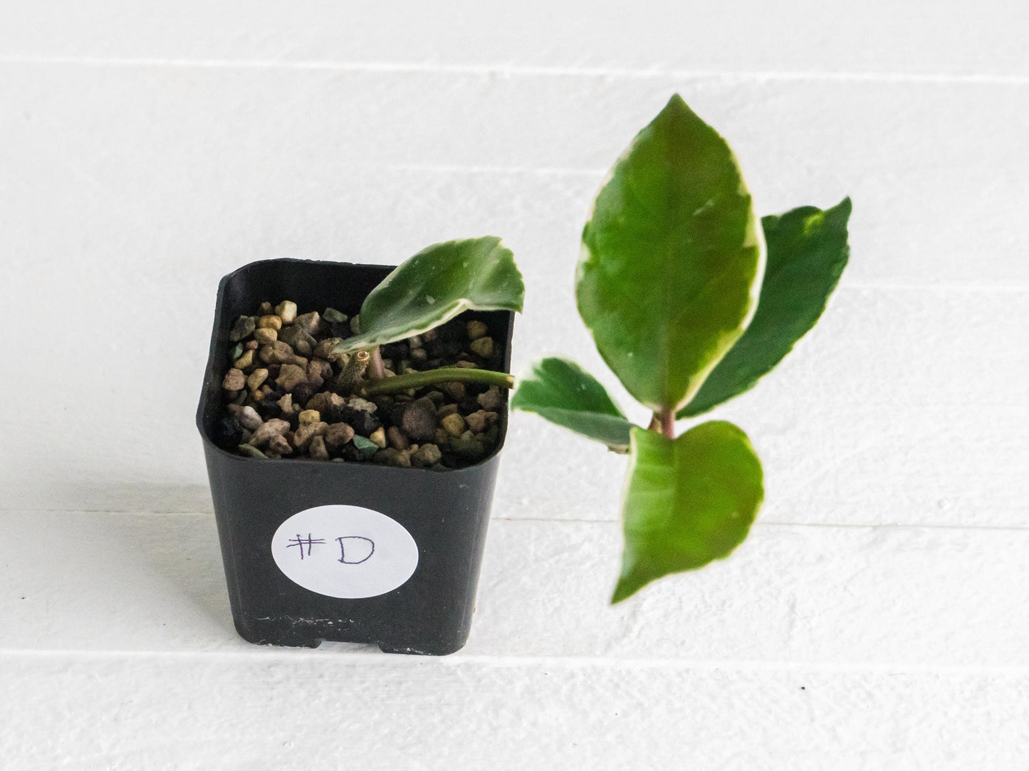 Hoya carnosa 'Tricolor' KRIMSON QUEEN | 2-Inch