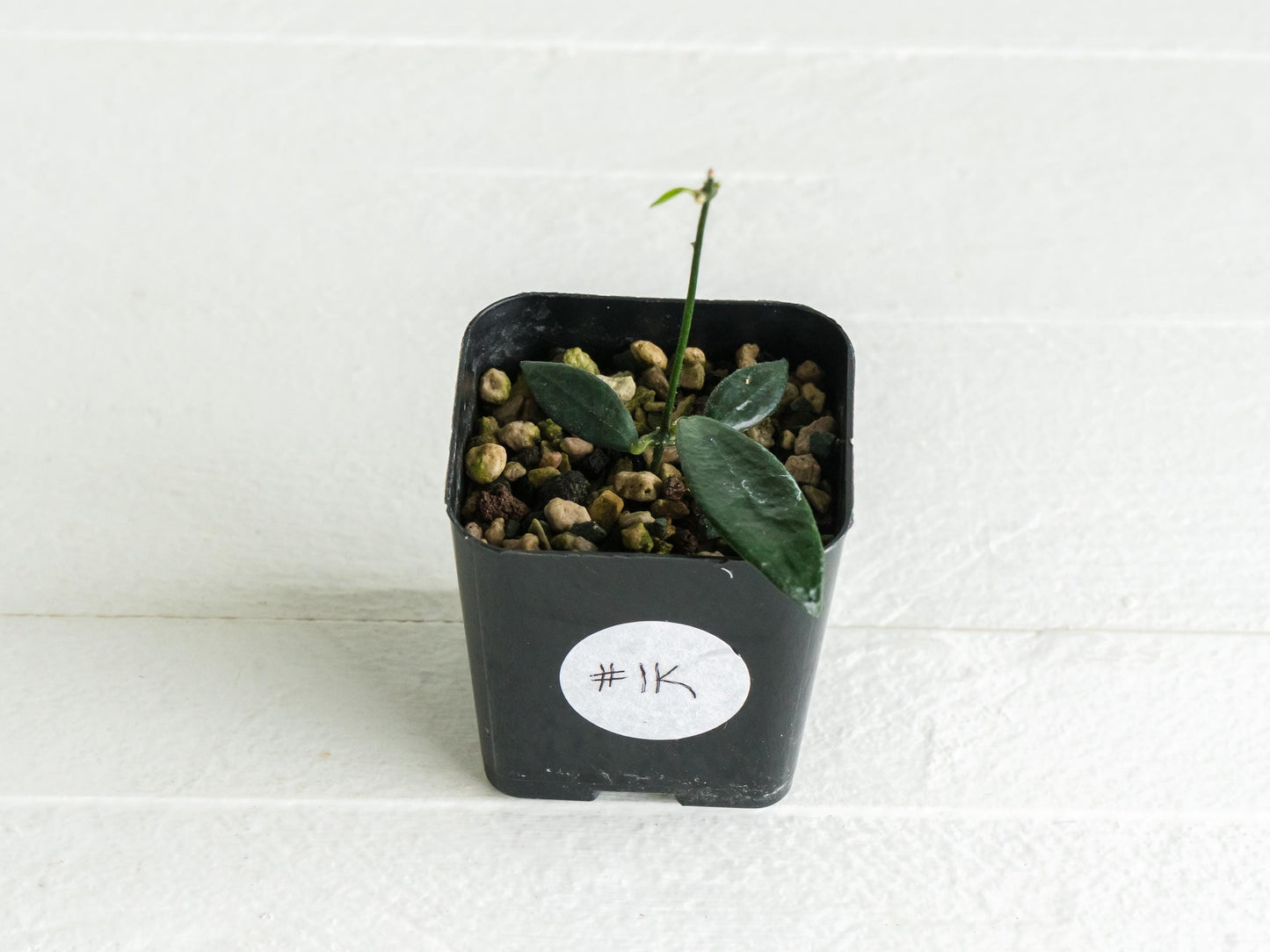 Dischidia GPS-88 | 2-Inch FKA as a Hoya