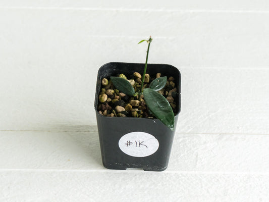 Dischidia GPS-88 | 2-Inch FKA as a Hoya