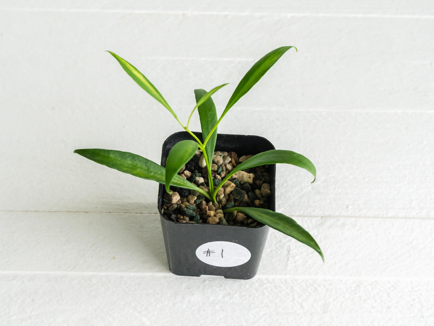 Hoya tsangii (Inner Variegated) | 2-Inch