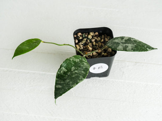 Hoya caudata (Silver) | 2-Inch