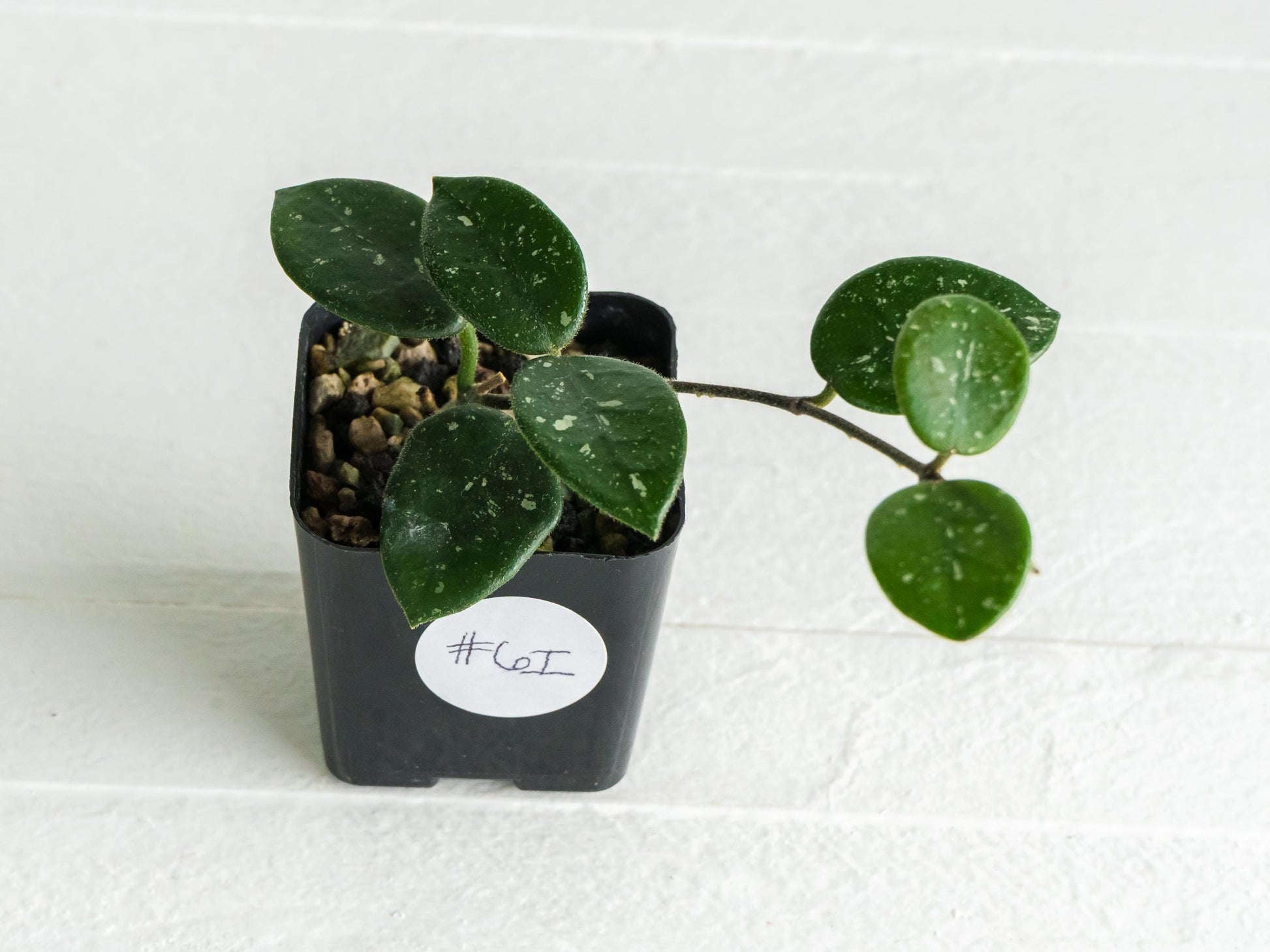 Hoya 'Mathilde' | 2-Inch