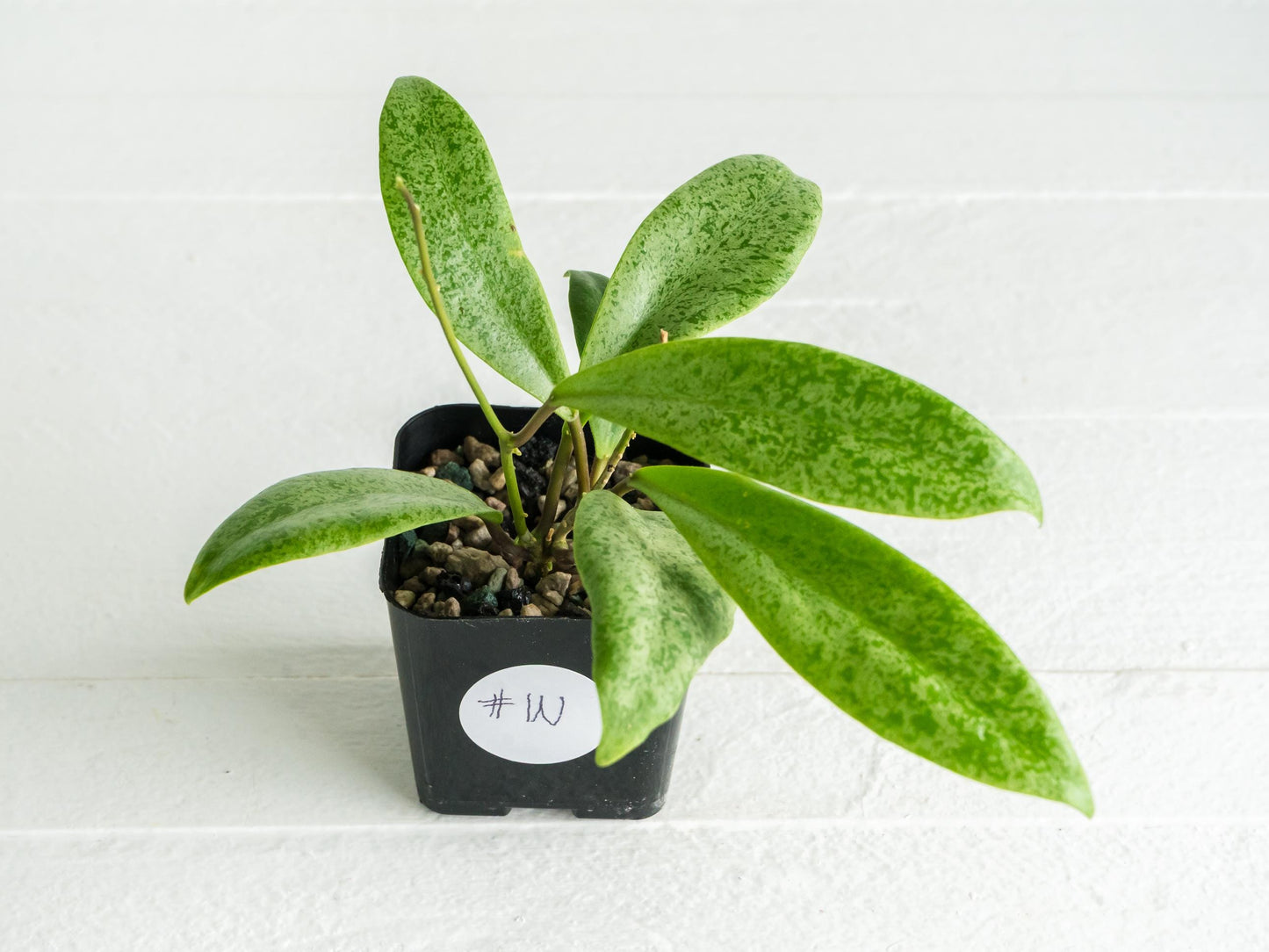 Hoya 'Jita Silver' | 2-Inch