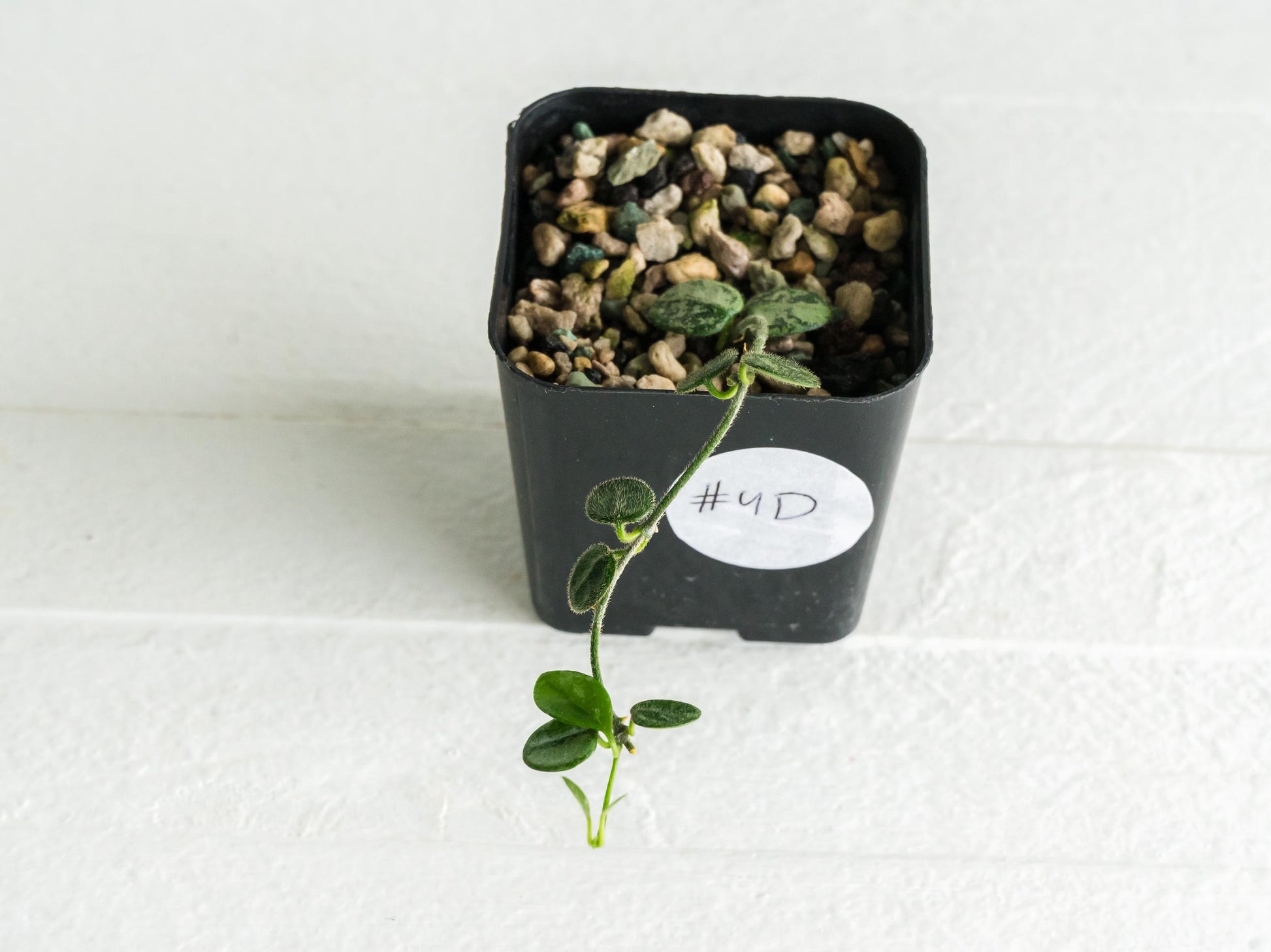 Hoya serpens (Splash) | 2-Inch