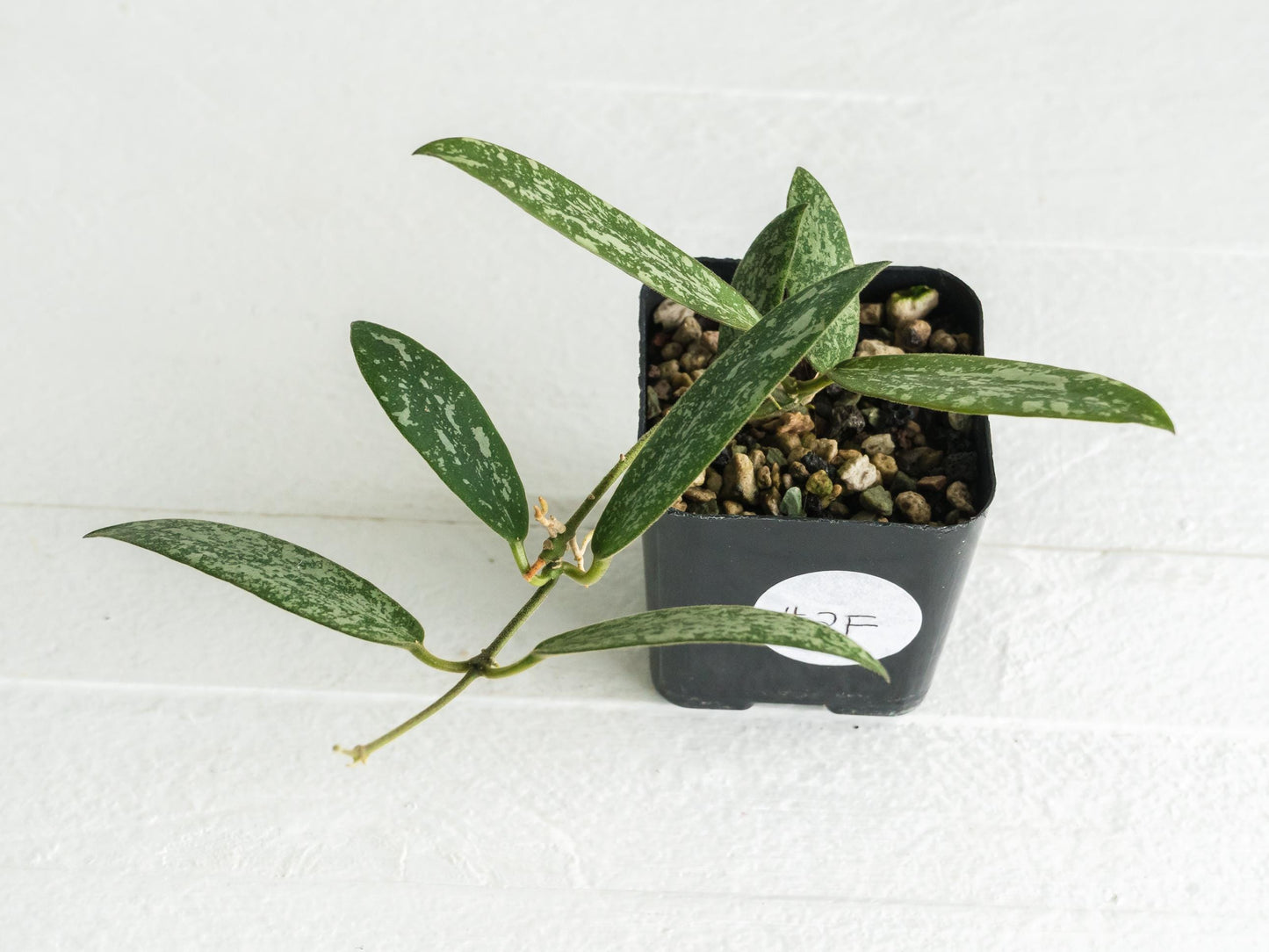 Hoya sigillatis 'Round Leaf' aka sigillatis (Silver) AH001 | 2-Inch