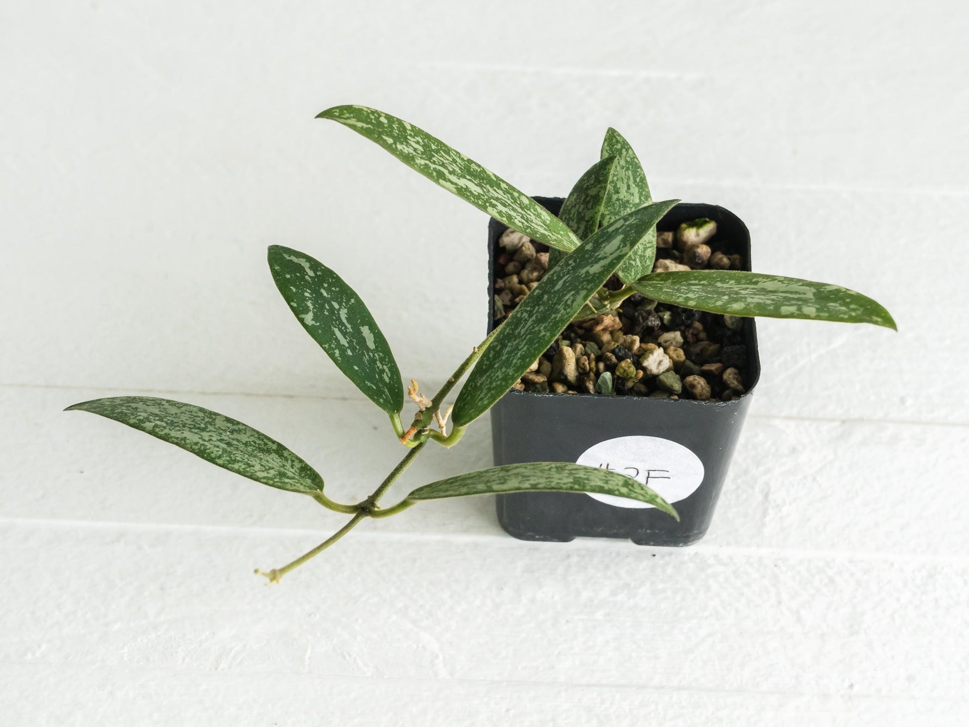 Hoya sigillatis 'Round Leaf' aka sigillatis (Silver) AH001 | 2-Inch