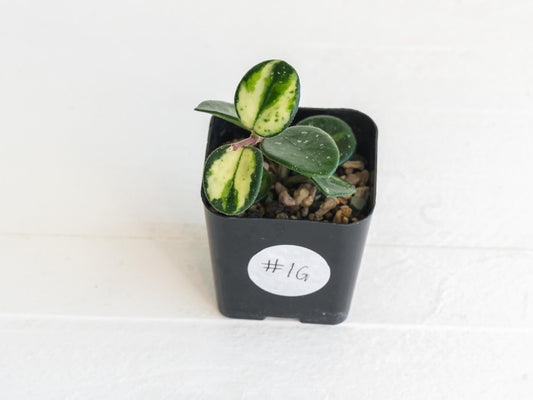 Hoya 'Mathilde' (Inner Variegated) | 2-Inch