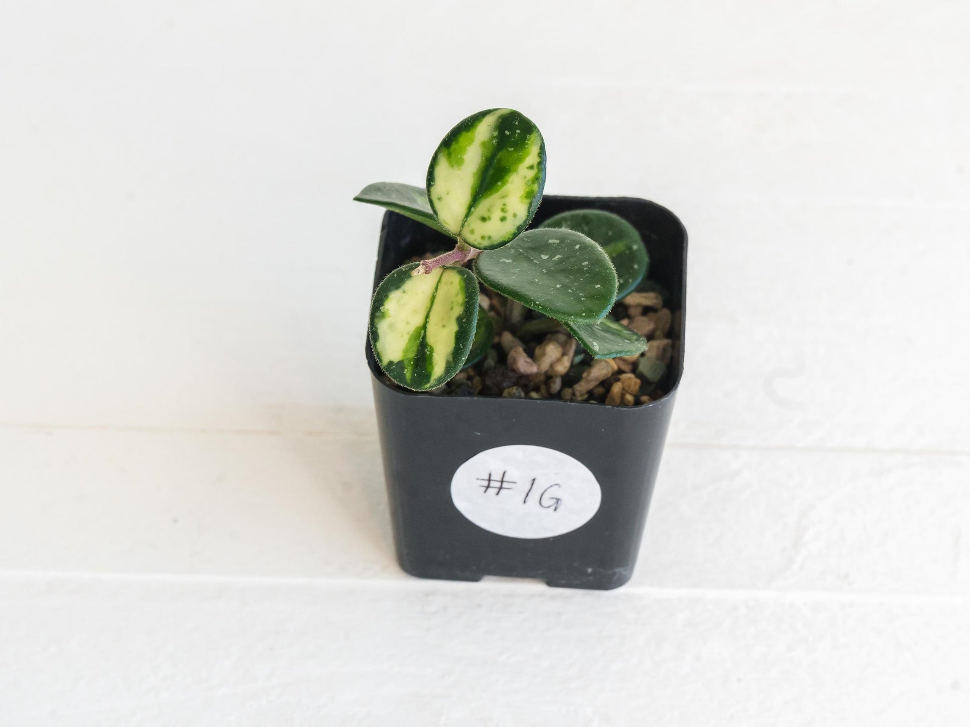 Hoya 'Mathilde' (Inner Variegated) | 2-Inch