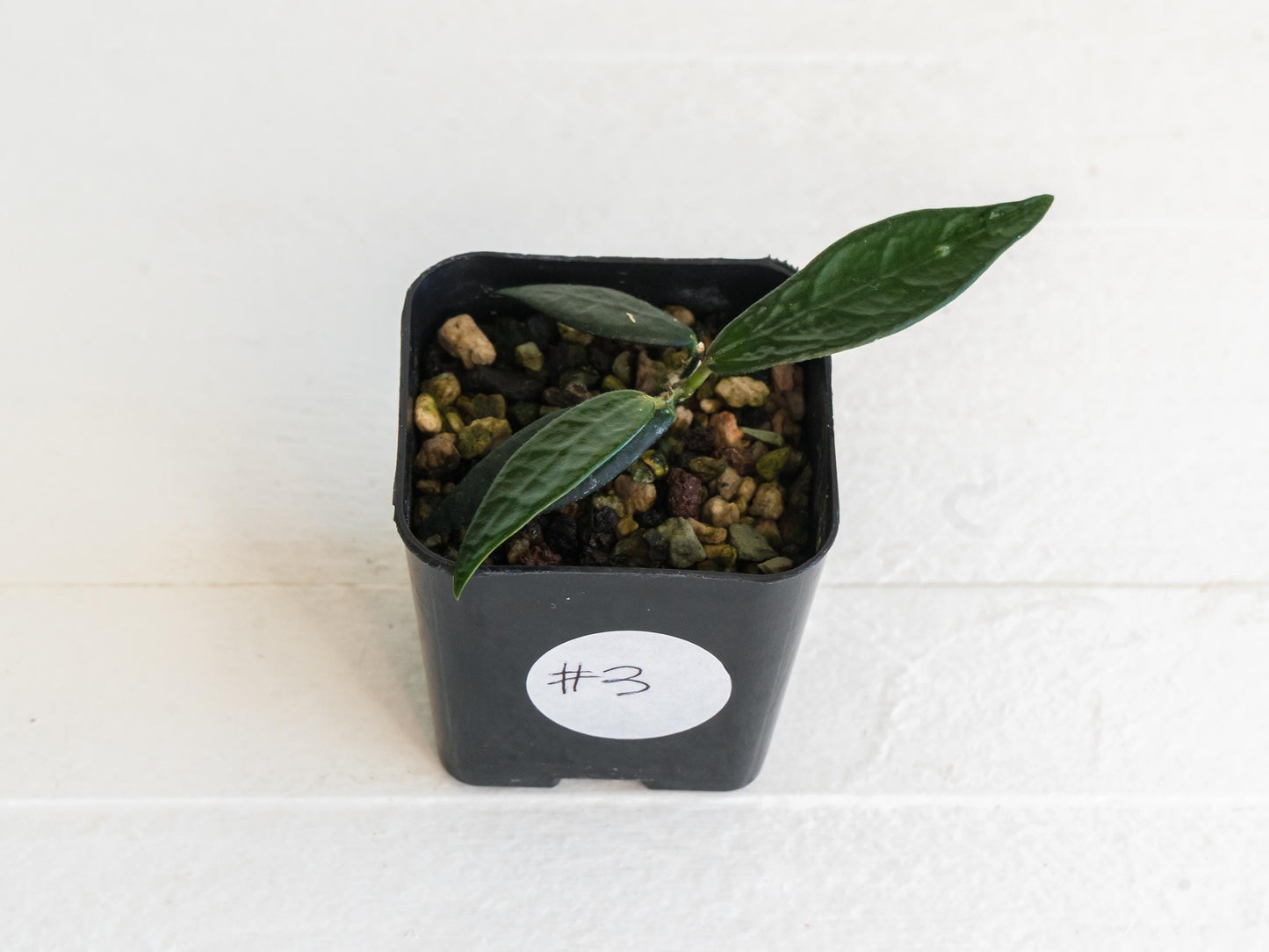 Dischidia GPS-88 | 2-Inch FKA as a Hoya