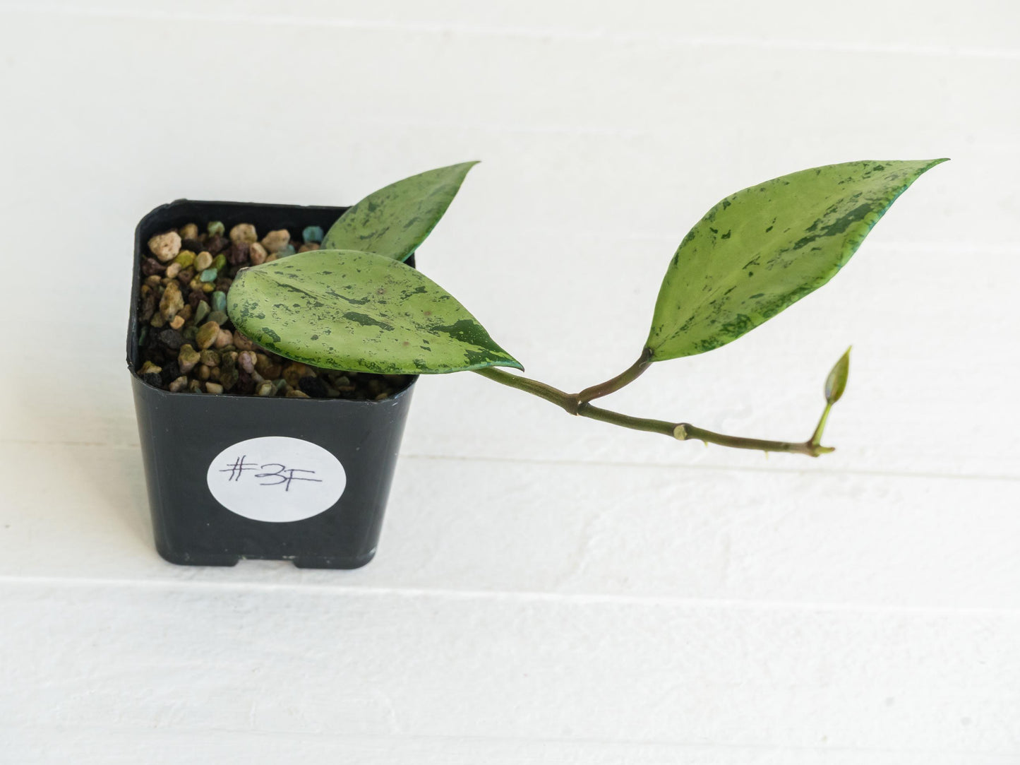 Hoya 'Snow Cui' (Silver) | 2-Inch