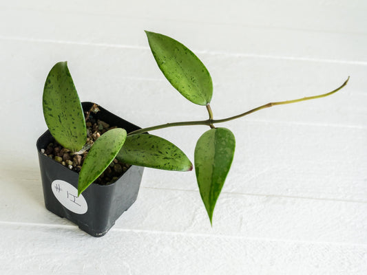 Hoya 'Snow Cui' (Silver) | 2-Inch