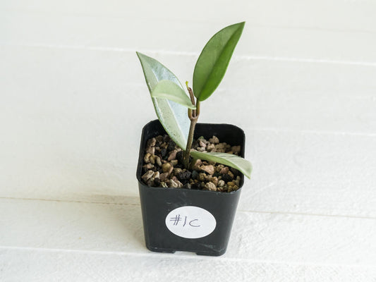 Hoya carnosa 'Wilbur Graves' (Silver) | 2-Inch