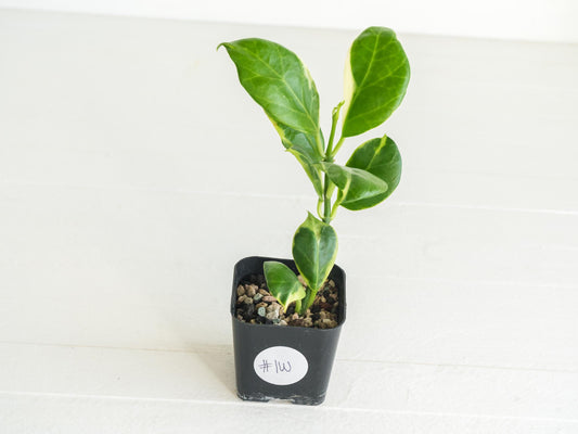 Hoya obscura (Albo | Outer Variegated) | 2-Inch