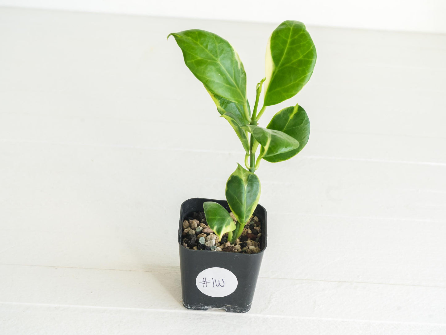 Hoya obscura (Albo | Outer Variegated) | 2-Inch