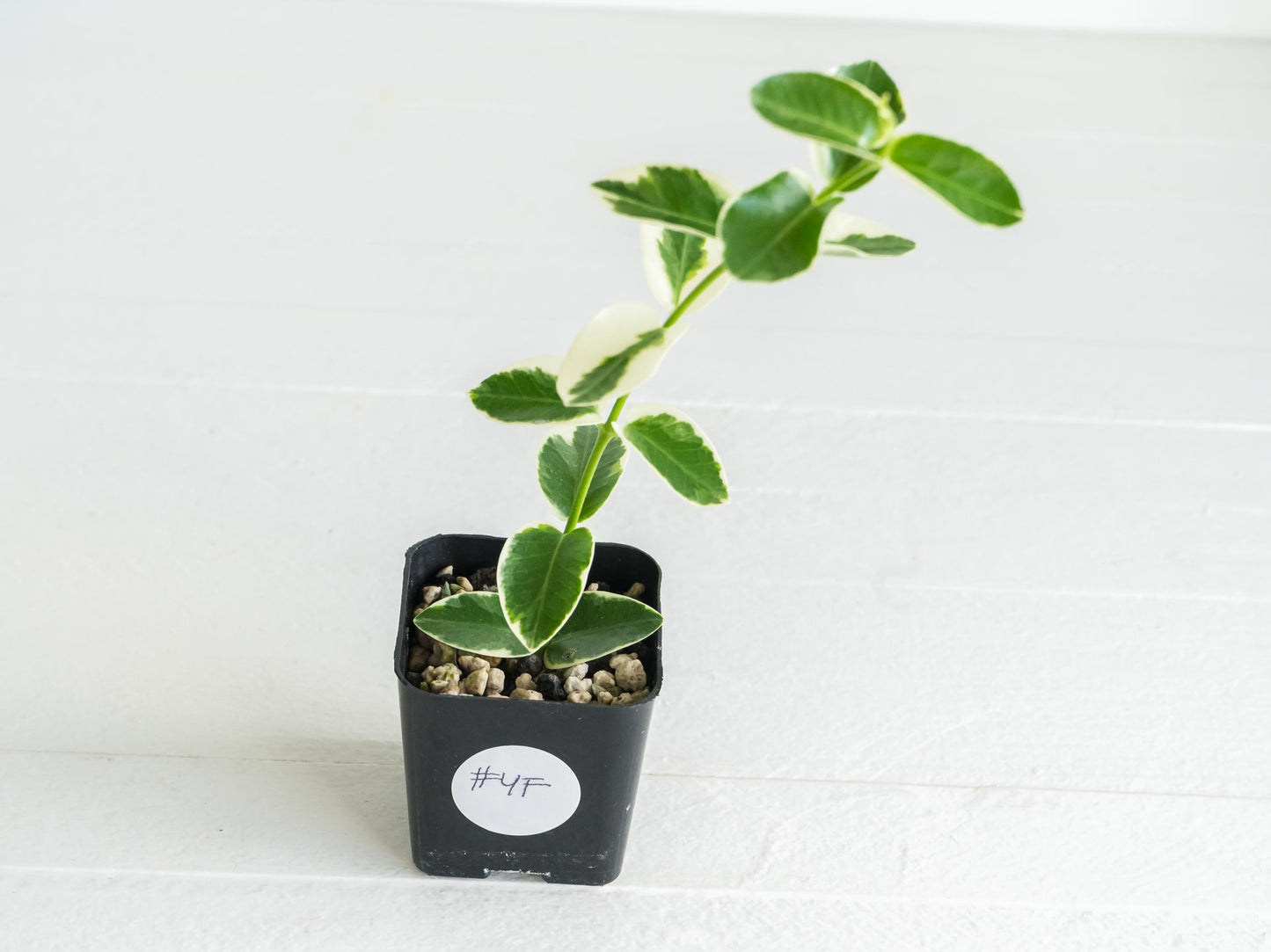 Hoya cumingiana (Albo | Outer Variegated) | 2-Inch