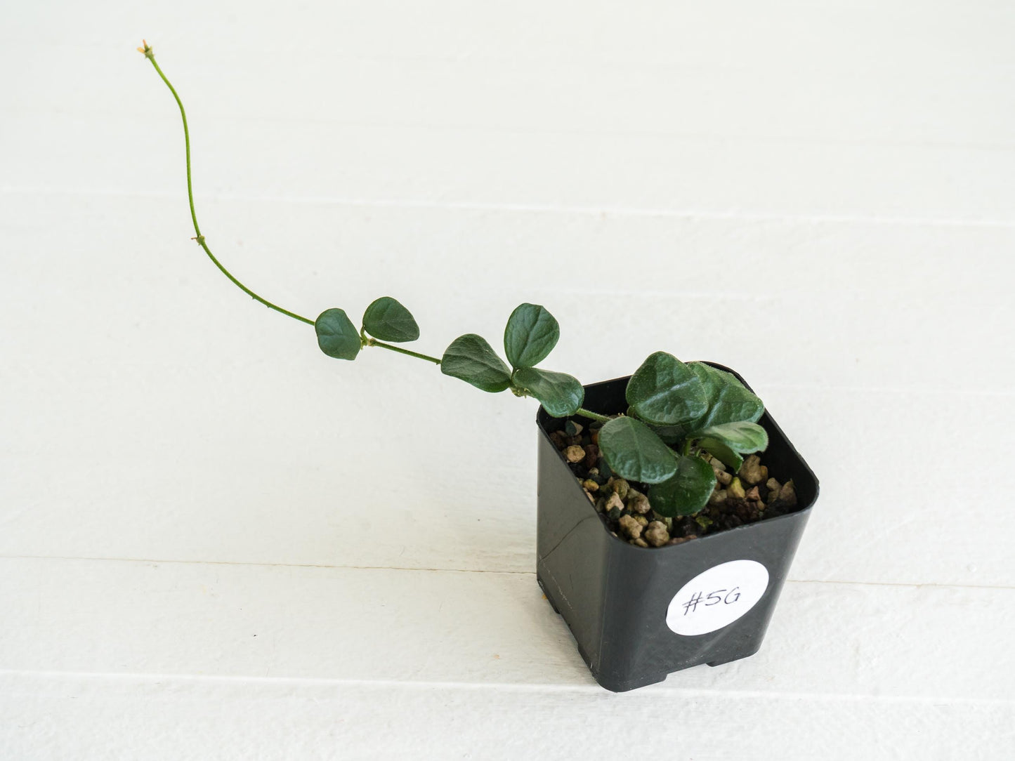 Hoya obcordata | 2-Inch