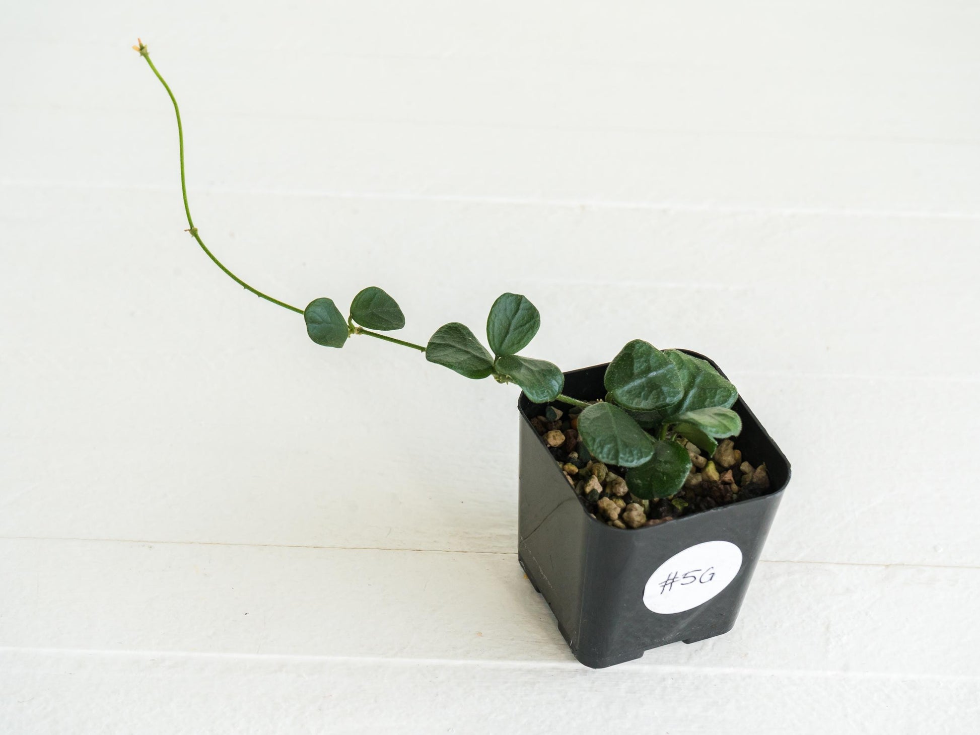 Hoya obcordata | 2-Inch