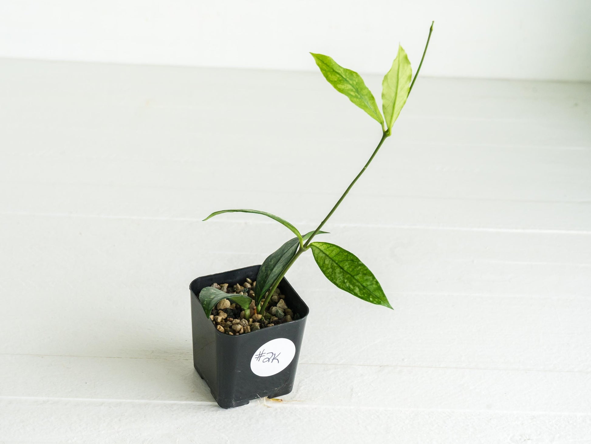 Hoya crassipetiolata (Splash) | 2-Inch