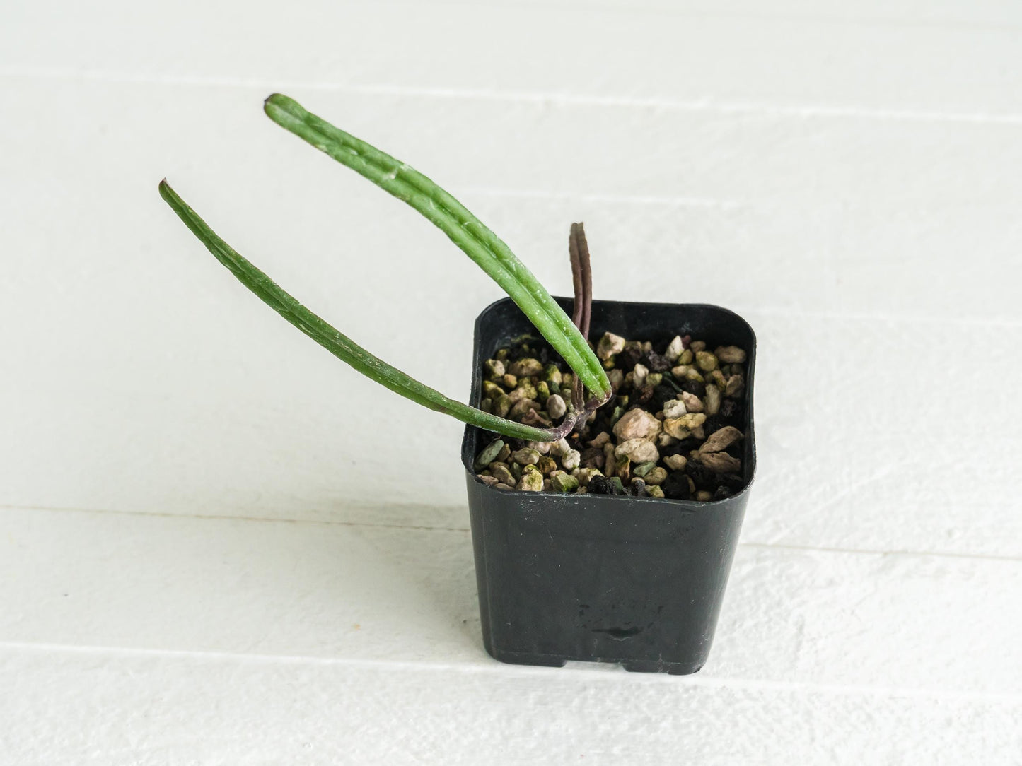 Hoya insularis | 2-Inch