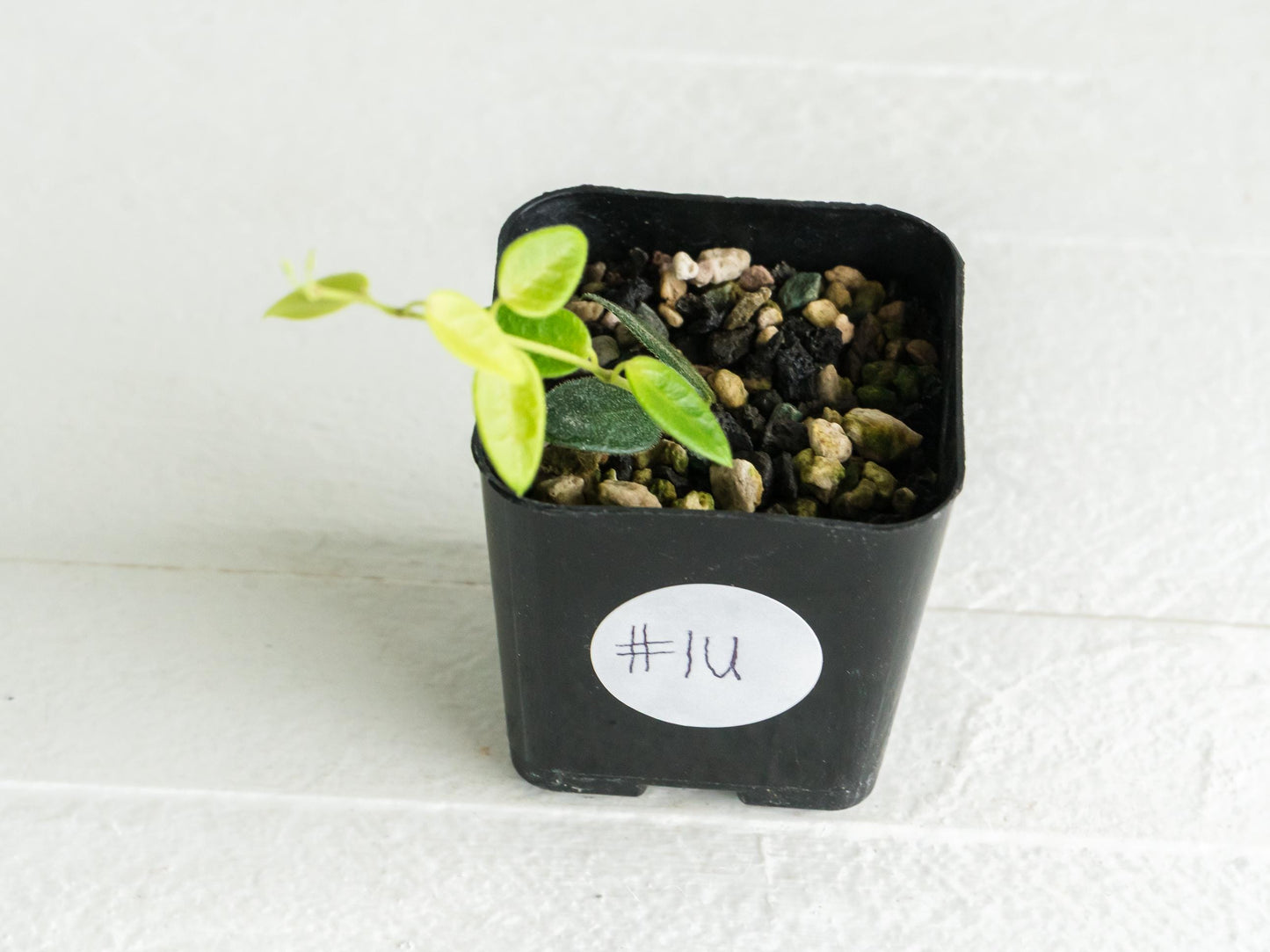 Hoya pulleana IM-02 | 2-Inch