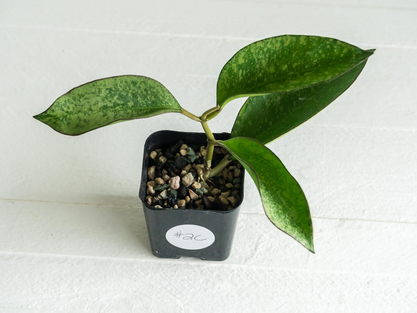 Hoya icensis (Splash) fka Patcharawalai (023) | 2-Inch