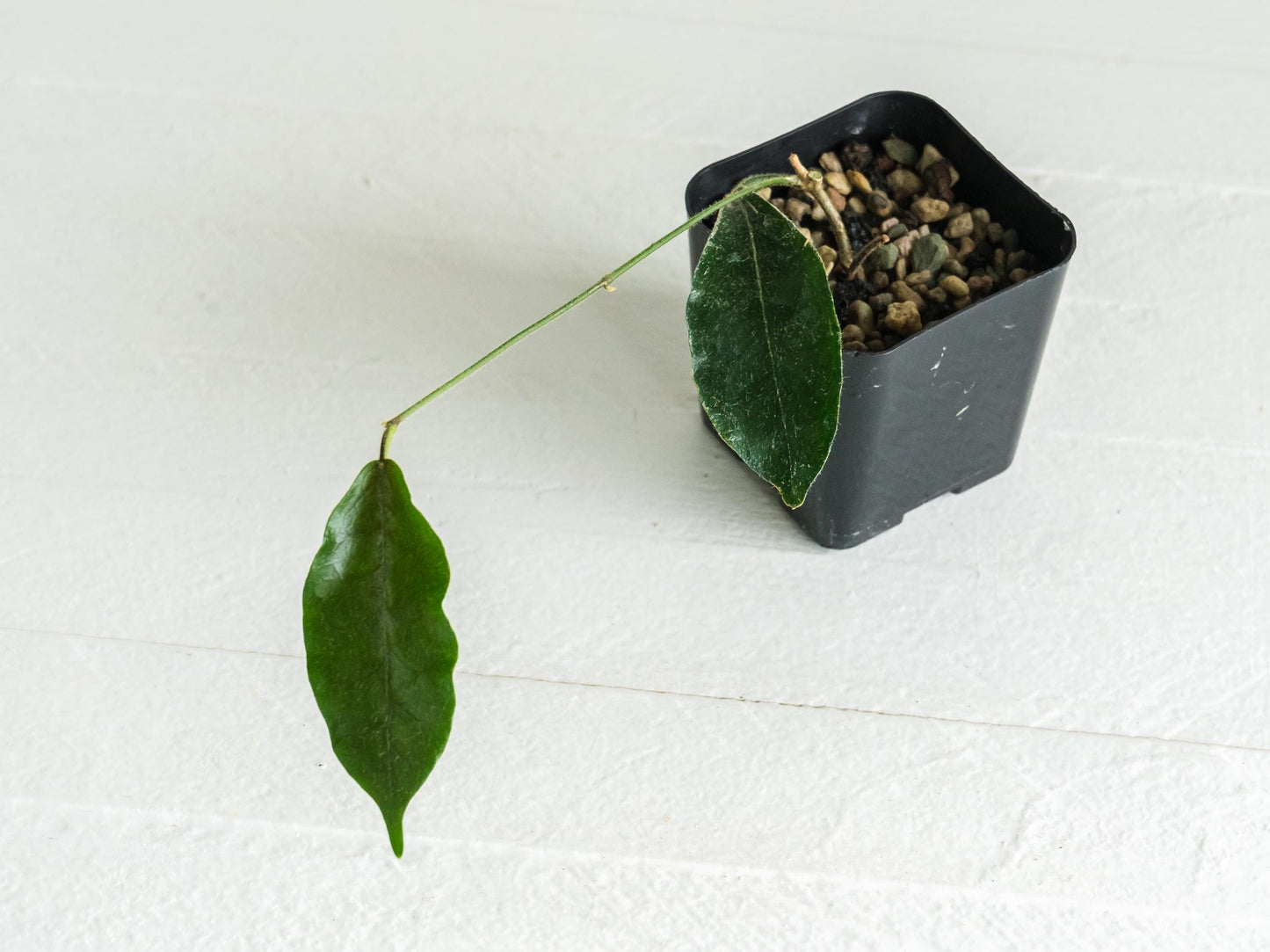 Hoya versteegii | 2-Inch