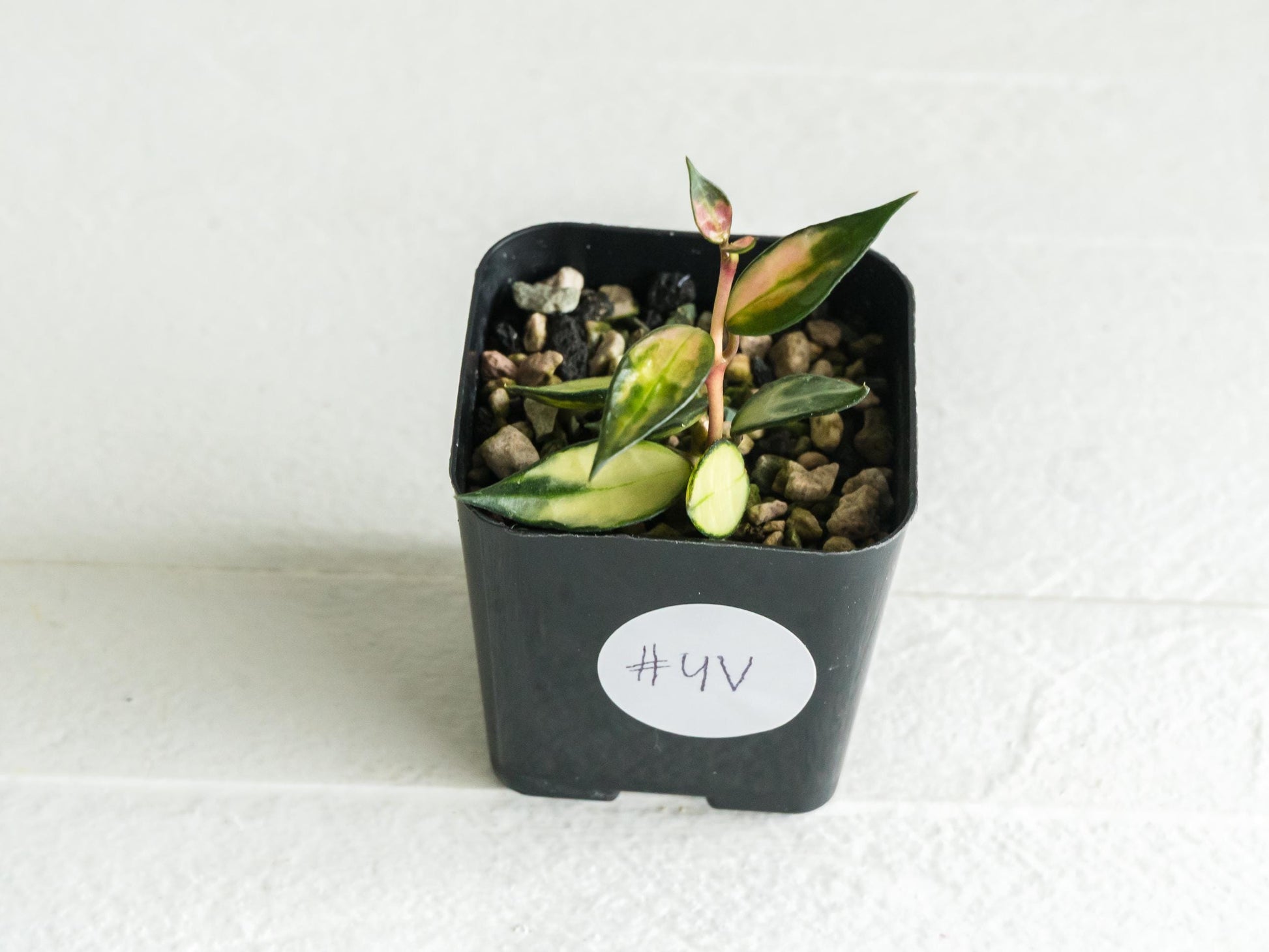 Hoya lacunosa (Inner Variegated) | 2-Inch