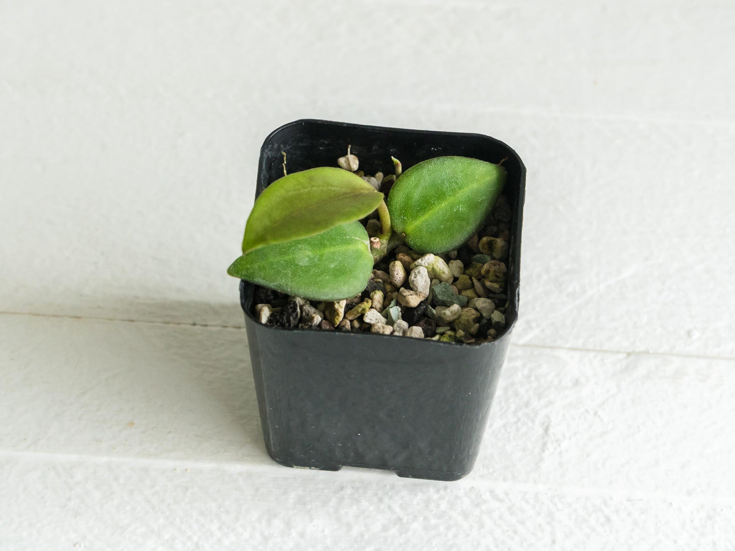 Hoya ‘Aramelon’ (UPT012) | 2-Inch