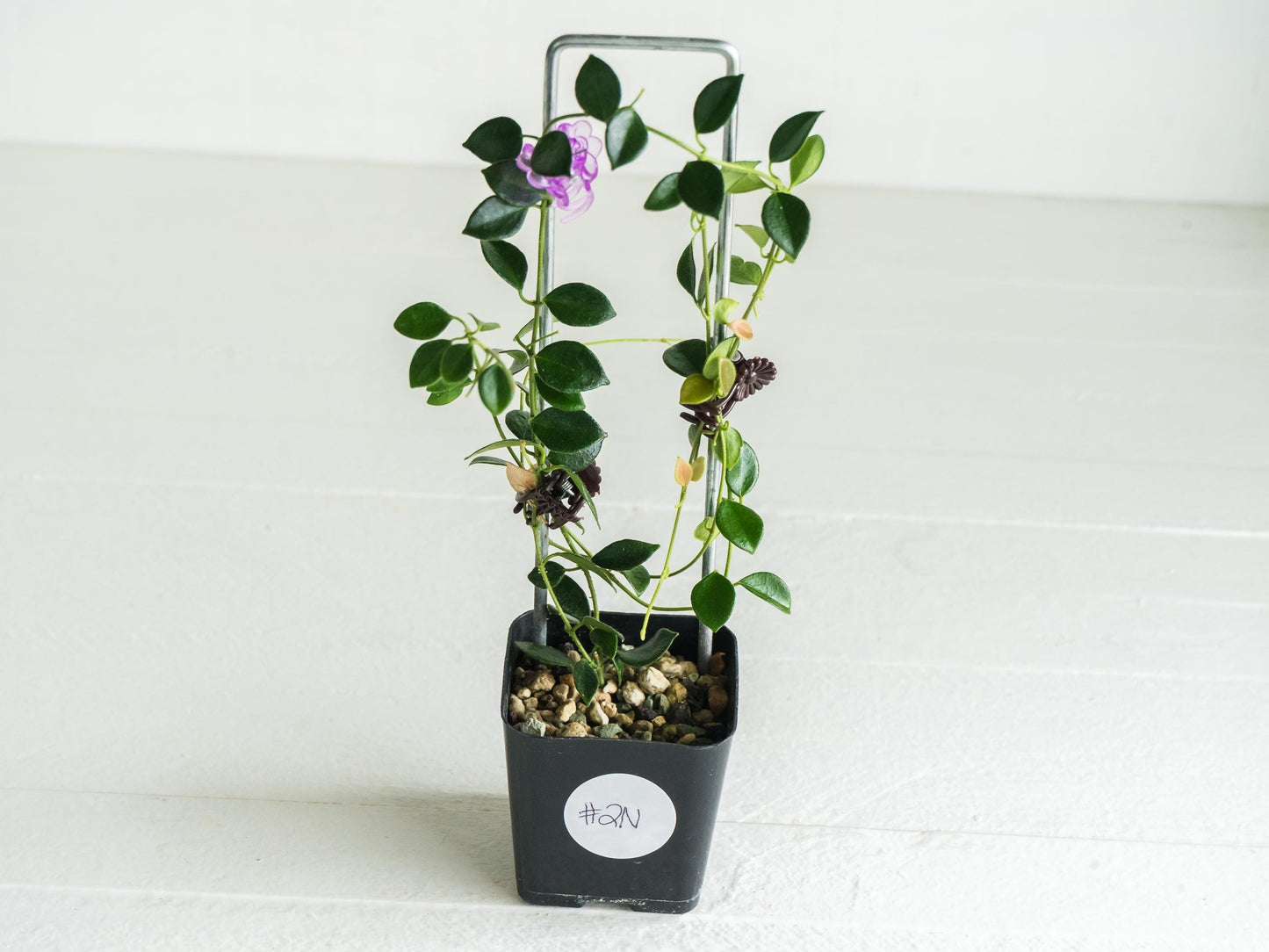 Hoya papua (PNG IM-08) | Large 2-Inch