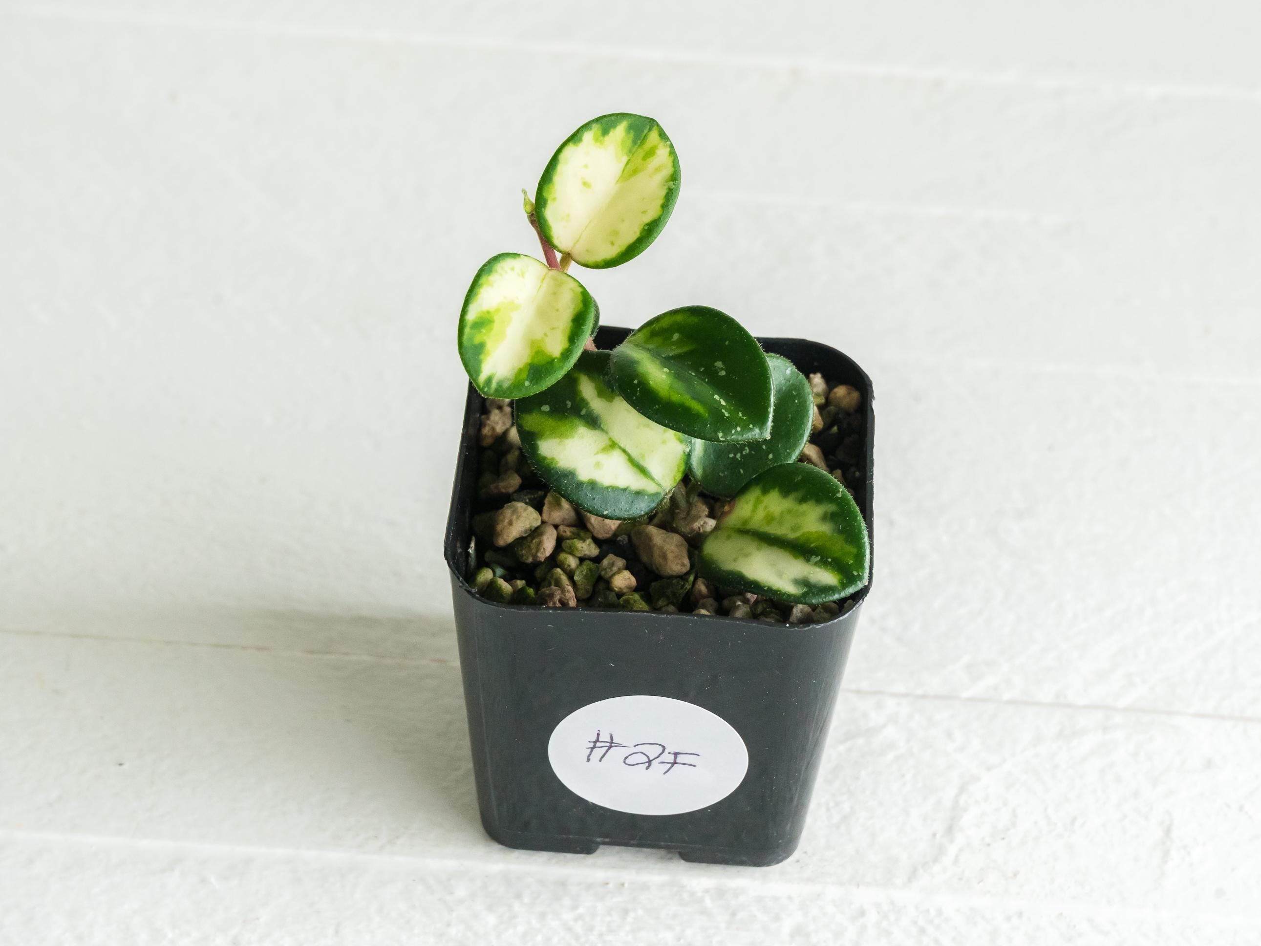 Hoya 'Mathilde' (Inner Variegated) | 2-Inch – Hoya Treasures