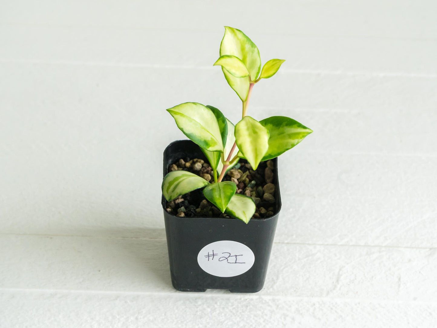 Hoya heuschkeliana (Inner Variegated)| 2-Inch