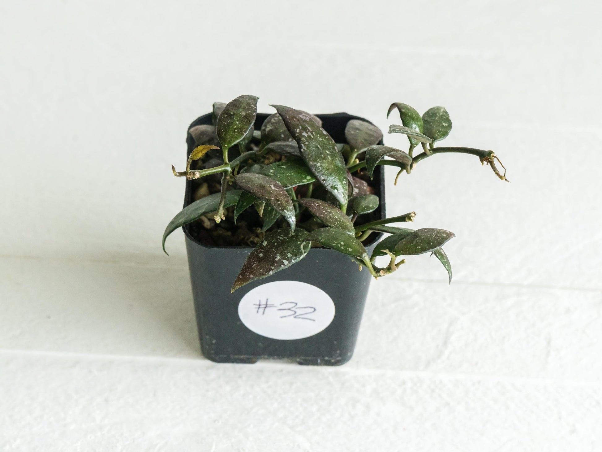 Hoya lacunosa 'Perangin Durian' IML-1896 | 2-Inch