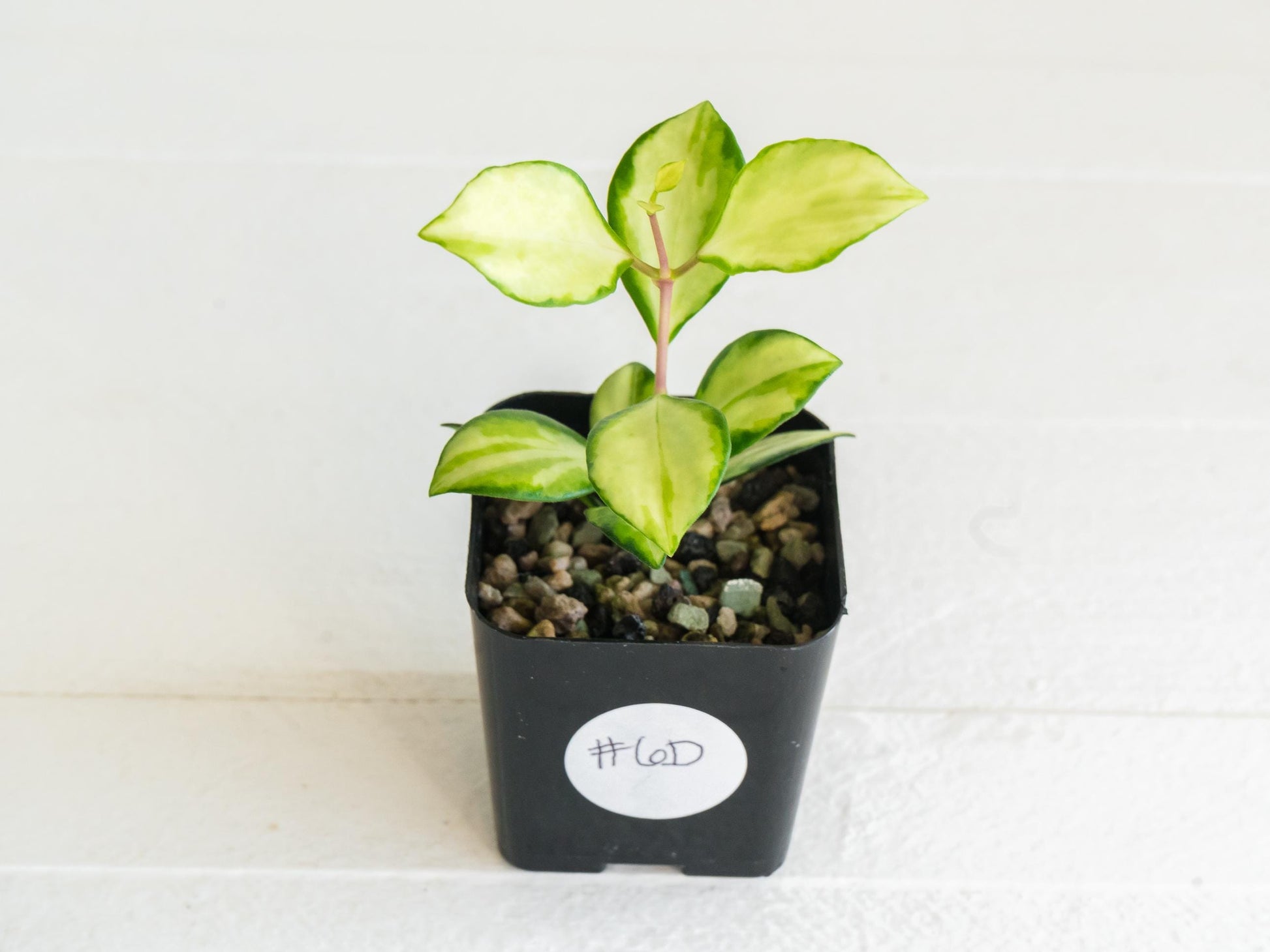 Hoya heuschkeliana (Inner Variegated)| 2-Inch