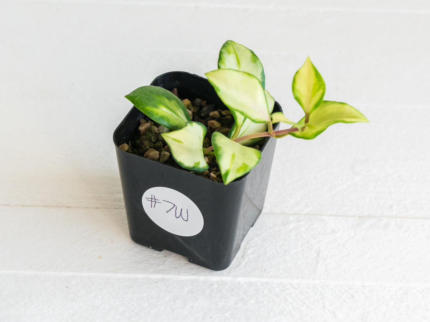 Hoya heuschkeliana (Inner Variegated)| 2-Inch