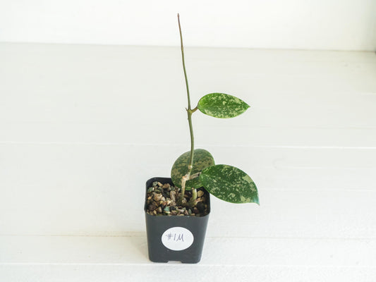 Hoya verticillata (EPC-997) | 2-Inch