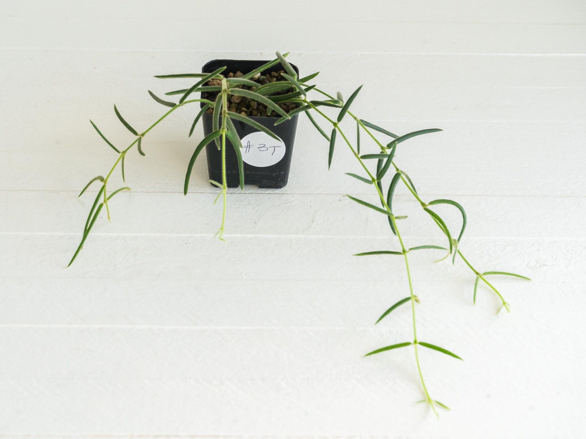 Hoya linearis | 2-Inch