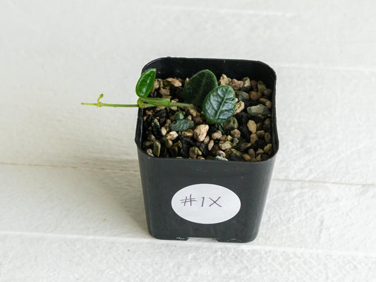 Hoya tengchongensis | 2-Inch