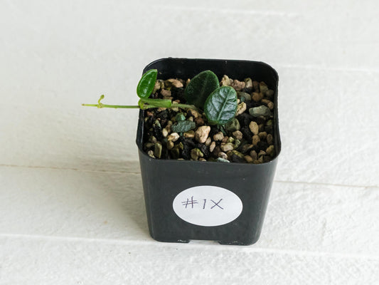 Hoya tengchongensis | 2-Inch