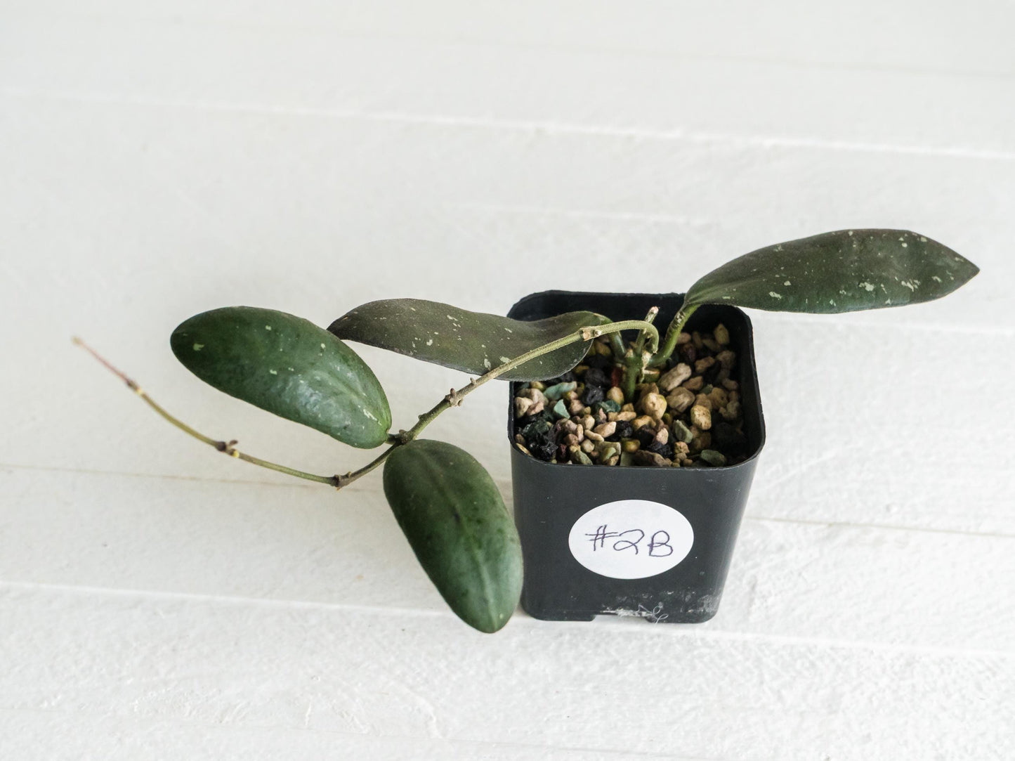 Hoya sabah 'Dragonfly' (EPC-960) | 2-Inch