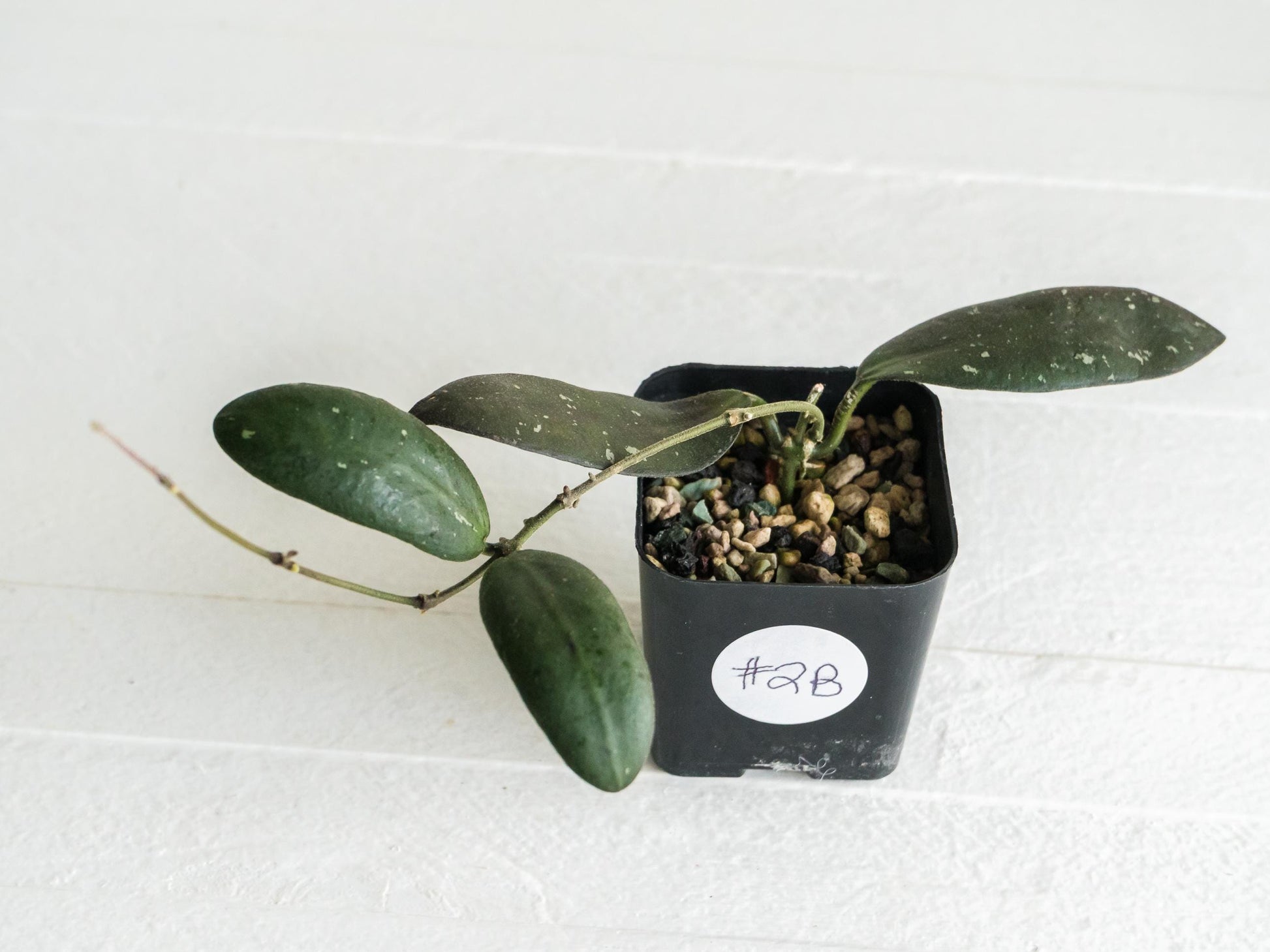 Hoya sabah 'Dragonfly' (EPC-960) | 2-Inch