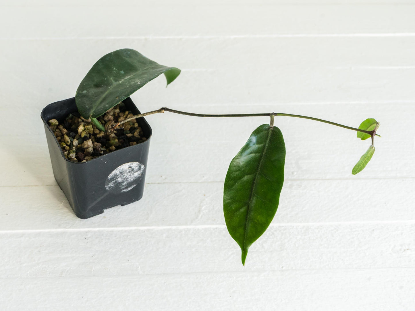 Hoya megalaster | 2-Inch